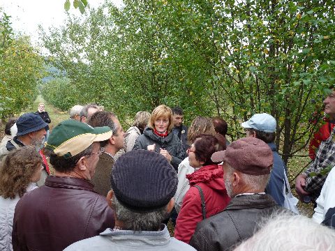 Erläuterungen zum Wildapfelbestand